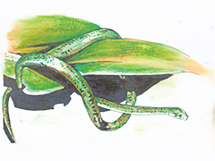 Uromacerina ricardinii (ilustração: Hugo Neto)