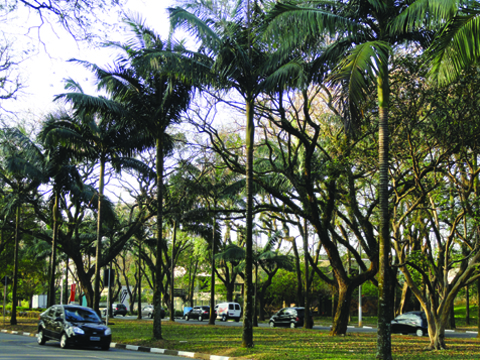 Locais como a Av. da Universidade terão palmeiras australianas removidas (foto: Juliana Malacarne)