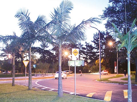 Invasão biológica de palmeiras australianas coloca em risco a mata nativa (foto: Francine Segawa)