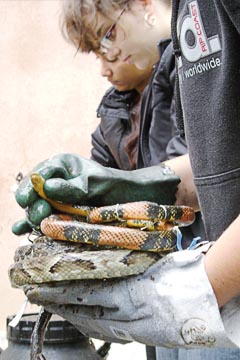 Exemplares ainda são encontradas sob os escombros (foto: Fabrício Lobel)