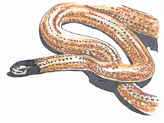 Apostolepis longicaudata (ilustração: Hugo Neto)