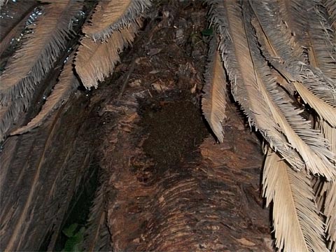 Colmeia instalada se confunde com tronco da árvore (foto: Marina Ribeiro)