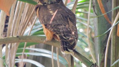 murucututu coruja Parque Esporte para Todos Natureza da USP Fauna Ave rara