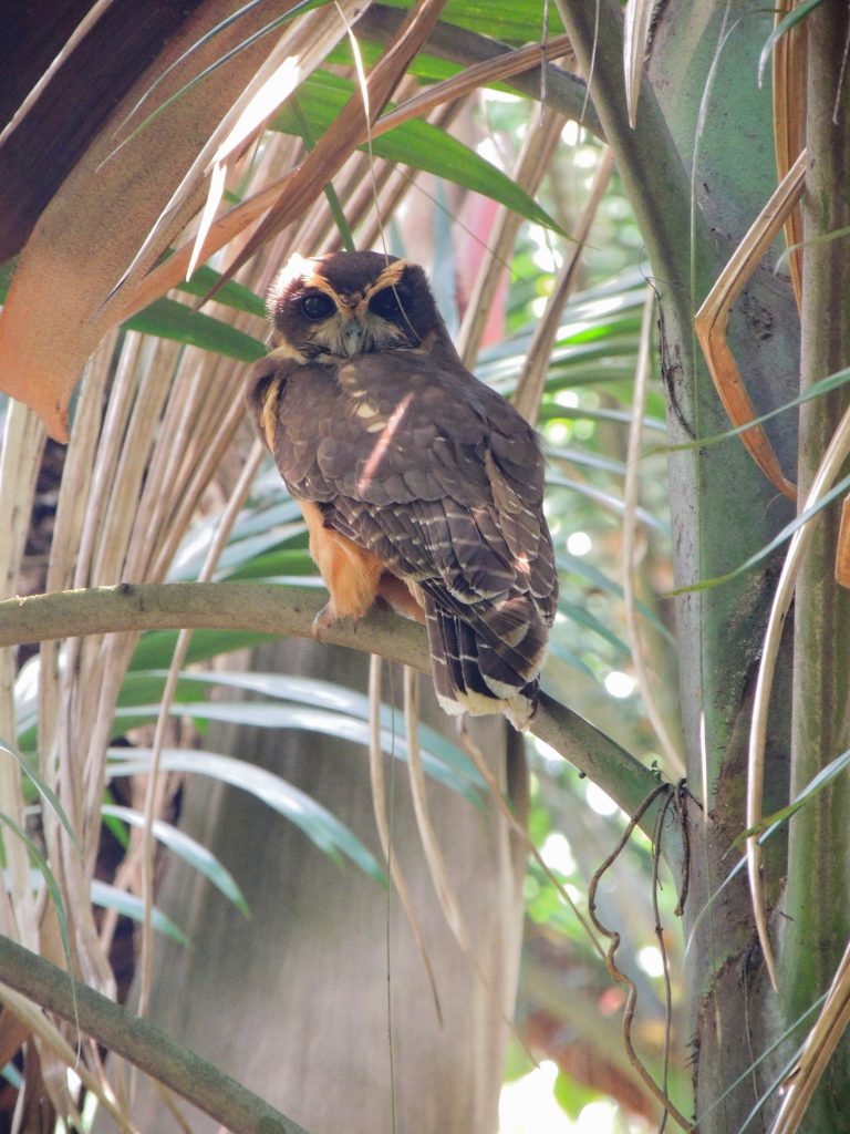 murucututu coruja Parque Esporte para Todos Natureza da USP Fauna Ave rara